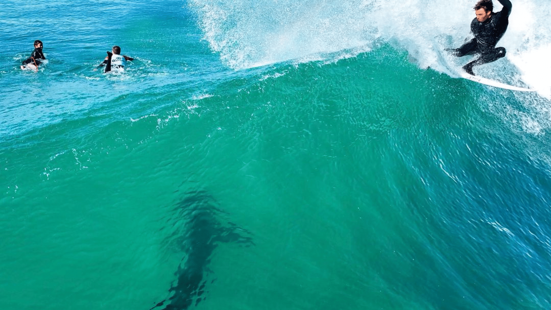 Tubarão-branco aparece durante treino em J-Bay e assusta surfistas