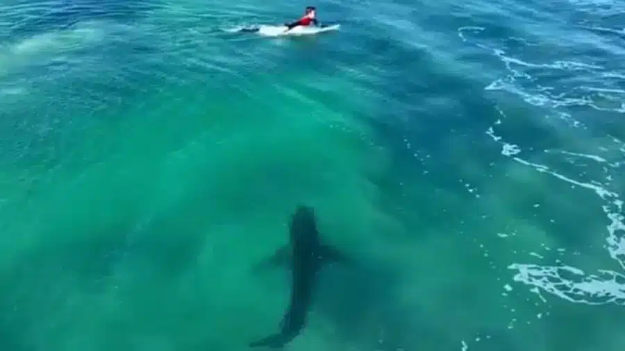 Tubarão-branco aparece durante treino em J-Bay e assusta surfistas
