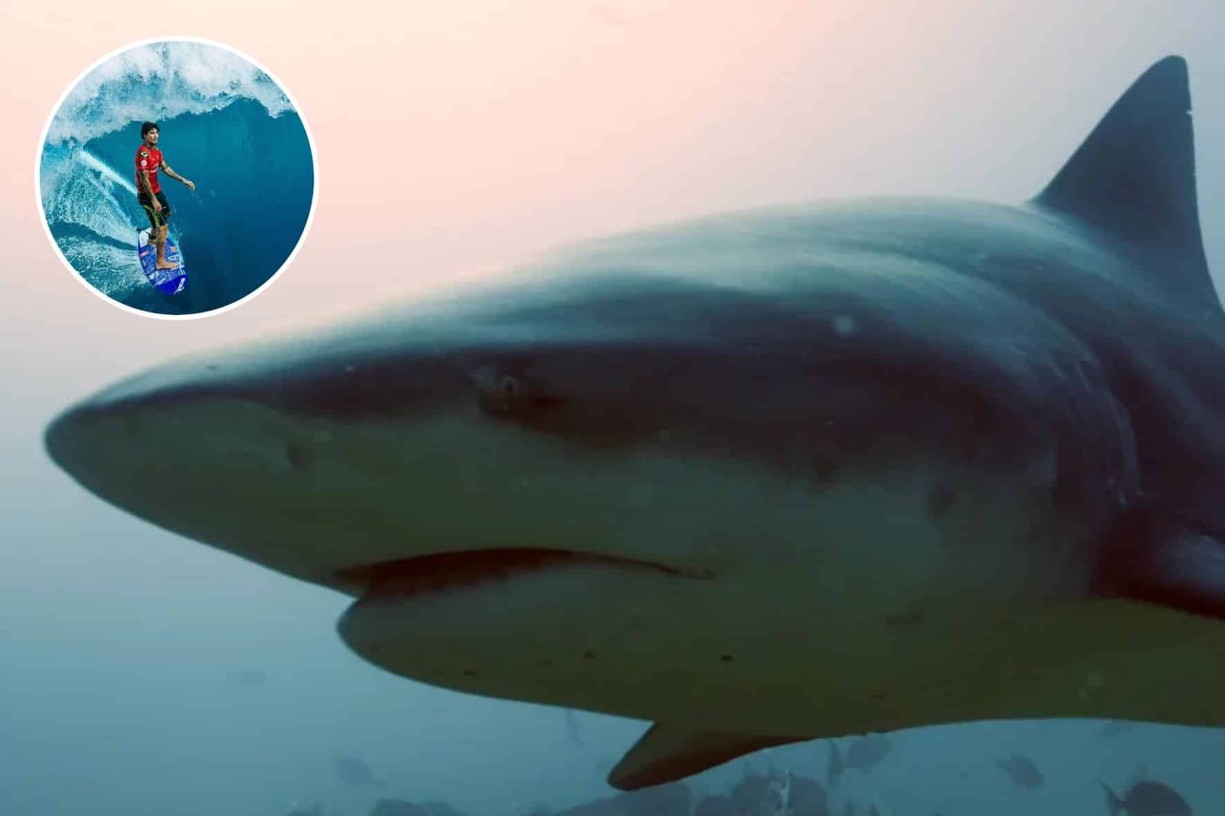 Tubarões em risco? Tecnologia promete usar pele de tubarão para revolucionar o surf