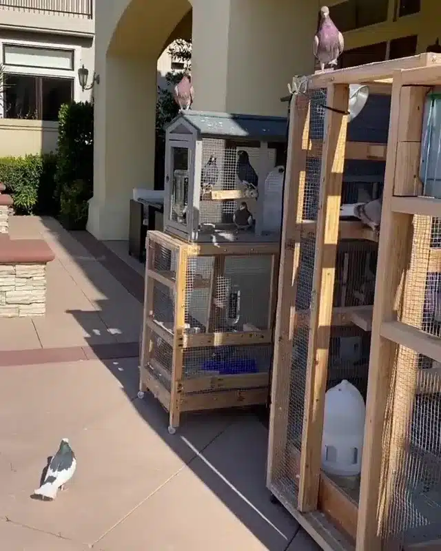 Lenda do boxe, Mike Tyson viaja à vila remota na Polônia para comprar ANIMAL RARO e não é um tigre